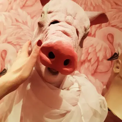 Schweinchen im Tütü